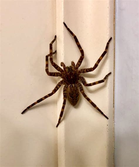 dark fishing spider